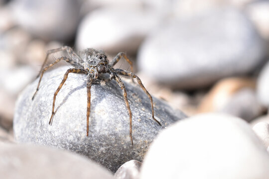 Closeup of the threatened thin-legged wolf spider Pardosa wagleri (Araneae: Lycosidae), photographed on a stone at a gravel bank of the river Isar (near Munich, Bavaria).
