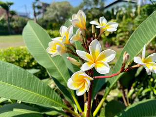 Yellow white flowers blooming in the morning at the garden view from normal angle