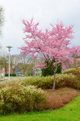 View of blossoming tree and bushes in park