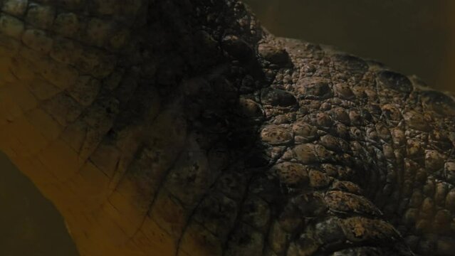 crocodile body and head close up