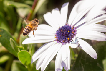 Bee flying on top of a white daisy.
