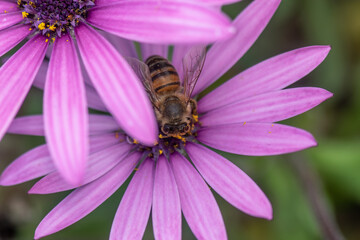 Purple daisy with a bee on it drinking nectar.
