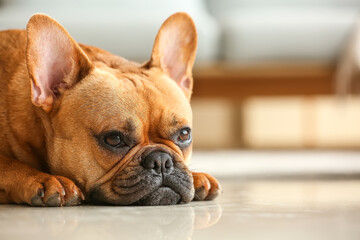 Cute French bulldog lying on floor at home, closeup