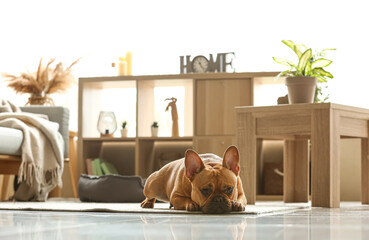 Cute French bulldog lying on carpet at home