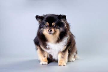 Portrait of a sitting Pomeranian, highlighted on a gray background after a haircut