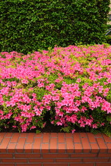 雨上りの生垣と満開の皐月