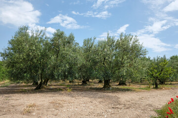 Gaj oliwny w Grecji ( Macedon) - obrazy, fototapety, plakaty