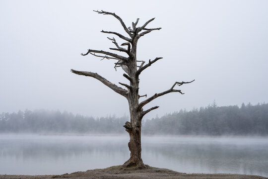 Abgestorbener Baum im Nebel