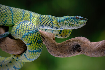 green pit viper on a branch