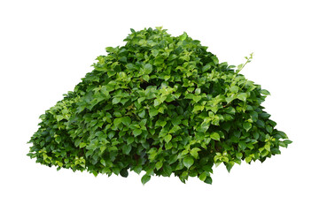 green bush  isolated transparency background.	