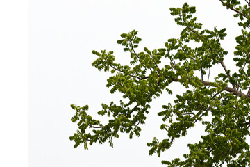 leaf isolated transparency background.	
