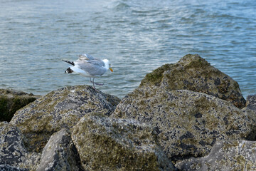 Fototapeta na wymiar A lone seagull walks along a rocky shore towards the sea