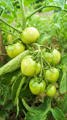 A bunch of green tomatoes on a bush ripen in the garden. Branch with green tomatoes. Lots of tomatoes on the bush. The first harvest of tomatoes. Agriculture concept.           