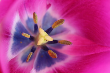 detail of the center of a pink tulip