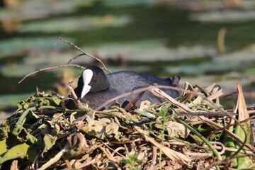 coot in the nest
