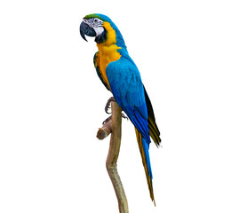 macaw parrot parakeet perching on branch Isolate on transparent background PNG file - obrazy, fototapety, plakaty