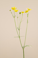 Fototapeta na wymiar bouquet of yellow flowers