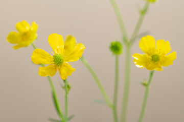 Obraz premium yellow flowers