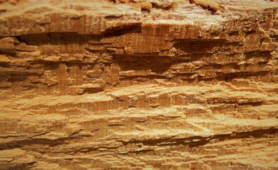 Texture of old rotten wood closeup