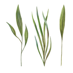 collection of watercolor painted green leaves and grass. Botanical illustration painted in watercolor on green background. object for your poster