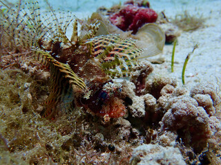 Lionfish among sea grass and corals on a sandy bottom underwater in the ocean.