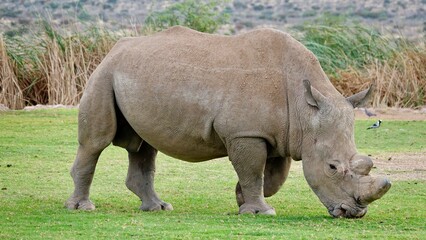 Nashorn, Rhinozeros in Namibia, frei und wild