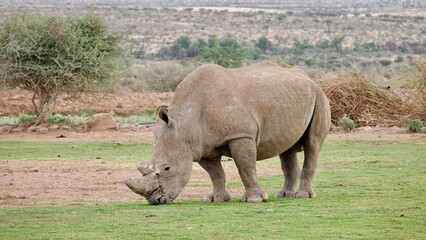 Fototapeta premium Nashorn, Rhinozeros in Namibia, frei und wild