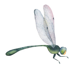 green dragonfly with transparent wings isolated on white background watercolor illustration. for your postcards, labels, posters, stickers - obrazy, fototapety, plakaty