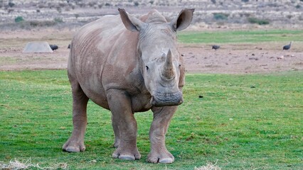 Nashorn, Rhinozeros in Namibia, frei und wild