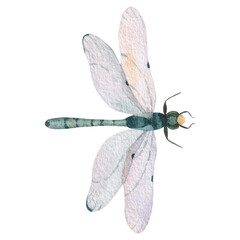 green dragonfly with transparent wings isolated on white background watercolor illustration. for your postcards, labels, posters, stickers - obrazy, fototapety, plakaty
