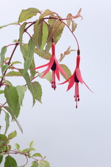 白背景の赤いフクシアの花