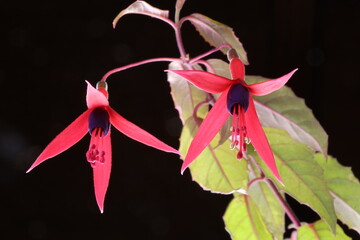 下から見た黒背景の赤いフクシアの花