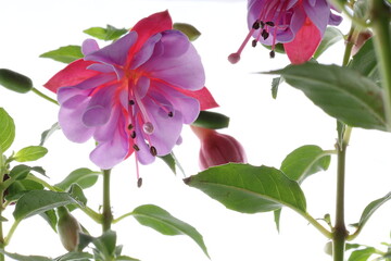 白背景のピンク色のフクシアの花