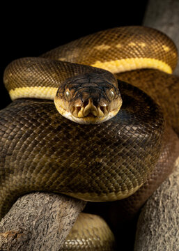 Python on a tree