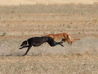 greyhound race fast dog domestic animal field hare hunting