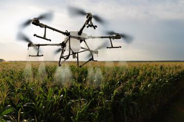 Drone sprayer flies over the corn field. Smart farming and precision agriculture	