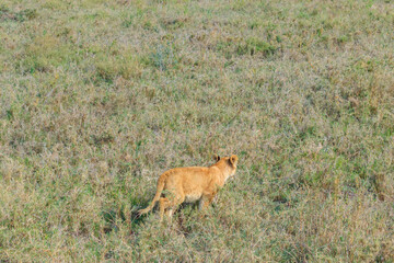 Lion cub (Panthera leo) walking in savannah in Serengeti national park, Tanzania