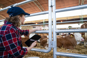 Woman farmer with tablet at a dairy farm. Herd management	
