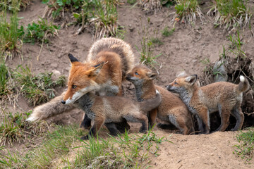 キタキツネの親子