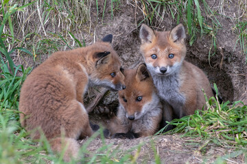 キタキツネの子供