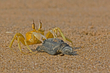 Ghost crab, Ocypode ceratophthalmus, feasting on a tiny Olive Ridley hatchling, olive ridley sea turtle, Lepidochelys olivacea, Padampeta Beach, Rushikulya Rookery, Odisha, India