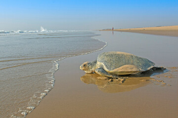 Olive ridley sea turtle, Lepidochelys olivacea, returning to sea, Padampeta Beach, Rushikulya...