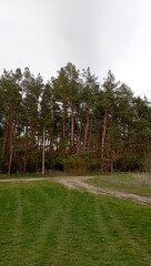 trees in the park