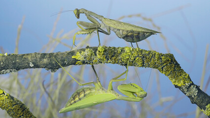 Large female praying mantis goes under tree branch on which another female sits and looks at her. Transcaucasian tree mantis (Hierodula transcaucasica)
