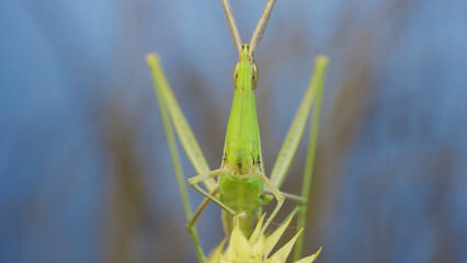 Frontal portrait of Giant green slant-face grasshopper Acrida sitting on spikelet on grass and blue sky background.