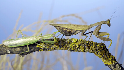Male praying mantis approaches very large female. Praying mantis mating. Transcaucasian tree mantis (Hierodula transcaucasica)