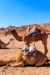 Camels with traditional bedouin saddle in Sinai desert, Egypt