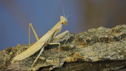 The female praying mantis sits on tree branch masquerading against its background and turns its head looking around. Crimean praying mantis (Ameles heldreichi)