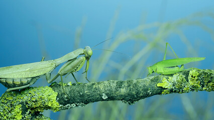 Green grasshopper chirps its wings next to large female praying mantis sitting on tree branch covered with lichen. and Transcaucasian tree mantis (Hierodula transcaucasica)
