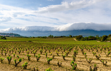 Fototapeta na wymiar Vineyard in Spain with dramatic cloud catching against a mountain in the background. Tasty Rioja wine.